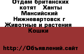 Отдам британских котят - Ханты-Мансийский, Нижневартовск г. Животные и растения » Кошки   